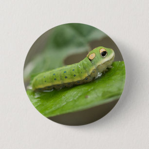 Butterfly Caterpillar Larva 6 Cm Round Badge