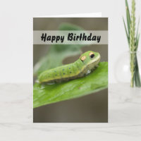 Butterfly Caterpillar Larva
