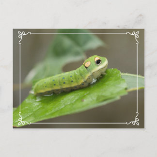 Butterfly Caterpillar Larva Postcard