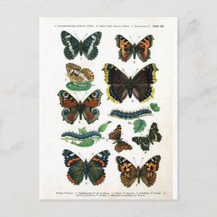 butterfly-clip-art-19 postcard