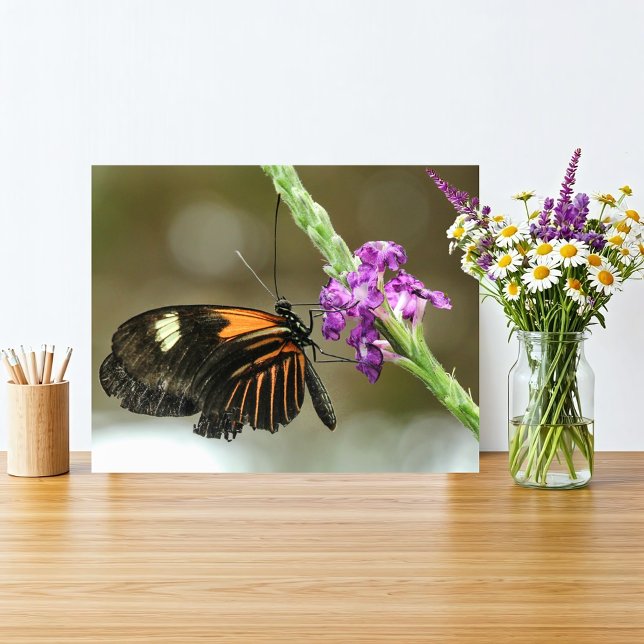 Butterfly Close-up on Verbena Flower Photo Print (Orange and black butterfly on a vivid purple flower fits a rustic natural home with simple beauty.
)