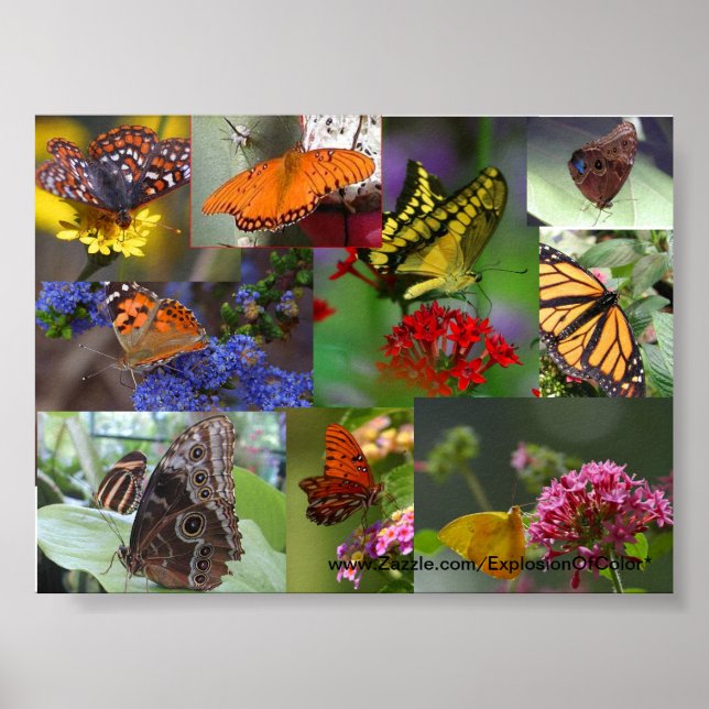 Butterfly Collage Poster (Front)