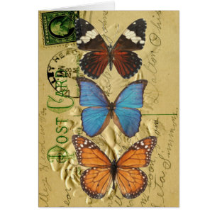 Butterfly collection