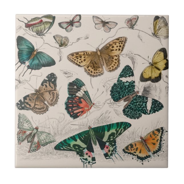 Butterfly Collection Antique Butterflies Tile (Front)