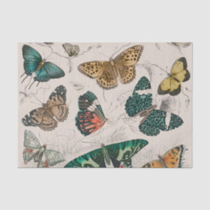 Butterfly Collection Antique Butterflies Tissue Paper