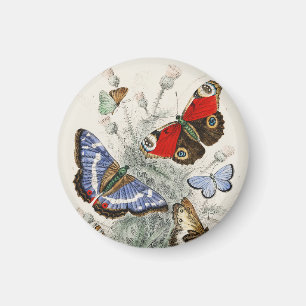 Butterfly Collection Antique Colourful Butterflies Magnet