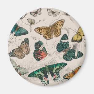 butterfly collection antique watercolor art butter magnet