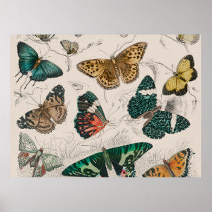 butterfly collection antique watercolor art butter poster