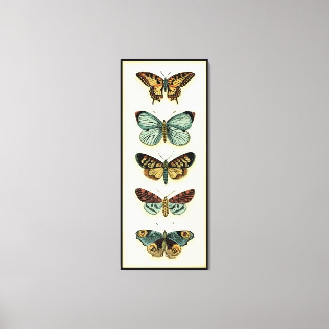 Butterfly Collection by Chariklia Zarris Canvas Print (Front)