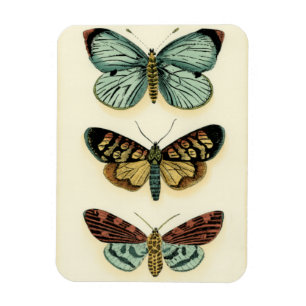 Butterfly Collection by Chariklia Zarris Magnet
