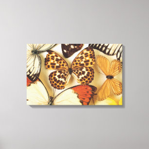 Butterfly collection canvas print