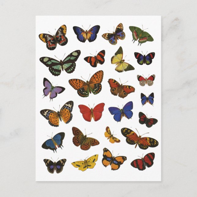Butterfly Collection Postcard (Front)