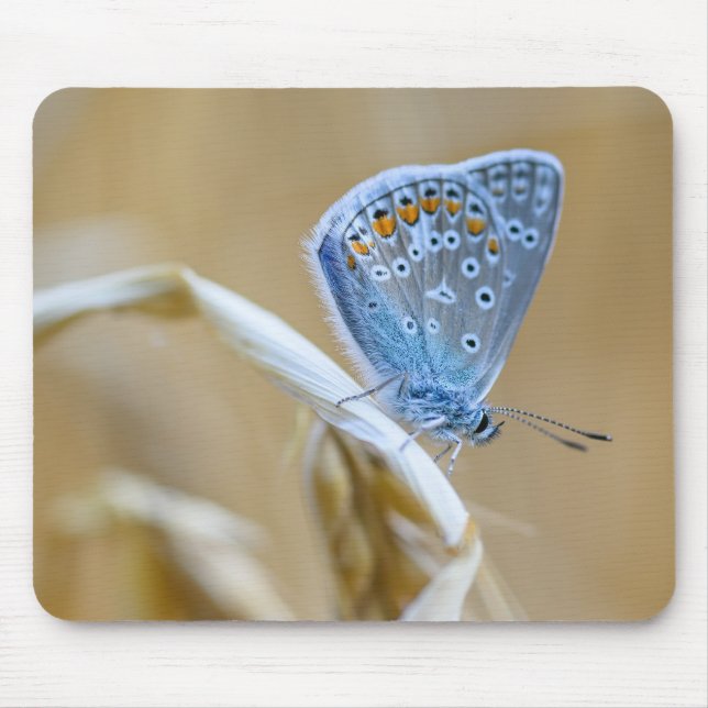 butterfly, common blue, insect mouse pad (Front)