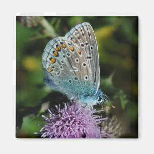 Butterfly Common Blue on thistle magnet