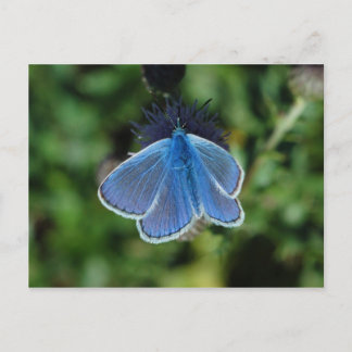 Butterfly Common Blue on thistle postcard