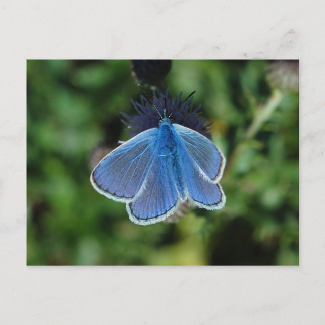 Butterfly Common Blue on thistle postcard (Front)
