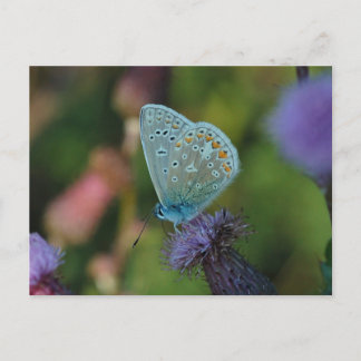 Butterfly Common Blue postcard