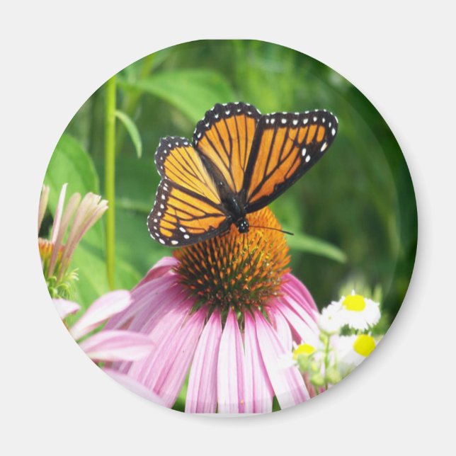 Butterfly  Cone Flower Magnet (Front)