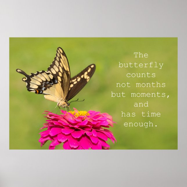 Butterfly Counts Poster (Front)