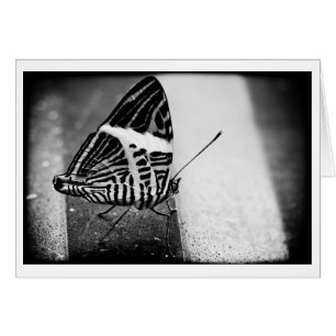 butterfly crossing