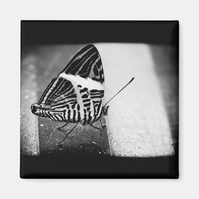 butterfly crossing magnet (Front)