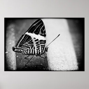 butterfly crossing poster