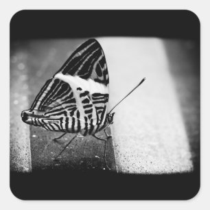 butterfly crossing square sticker