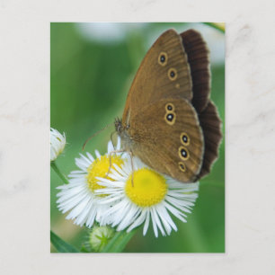 butterfly&daisies postcard
