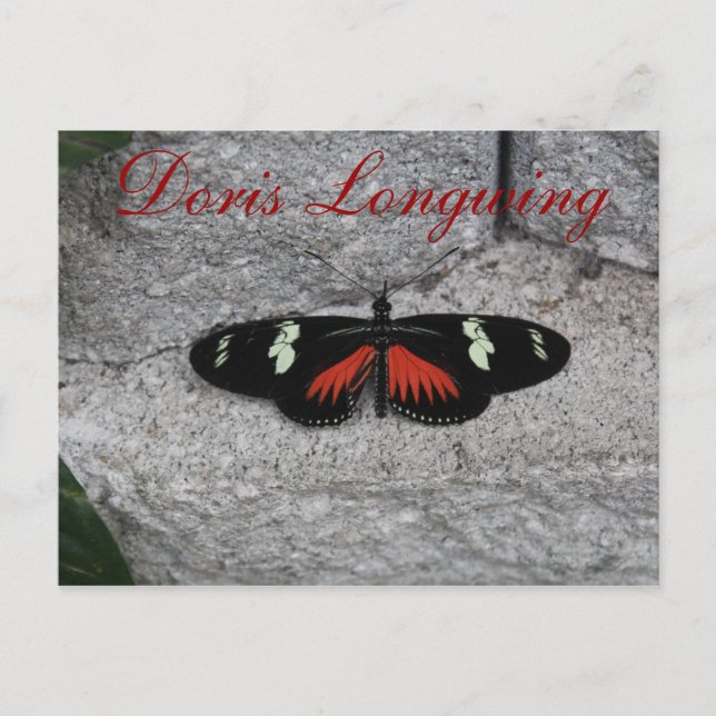 Butterfly Doris Longwing # 1 Postcard (Front)