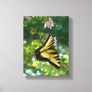 Butterfly Dreams Canvas Print