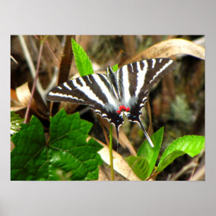 Butterfly Dreams Poster