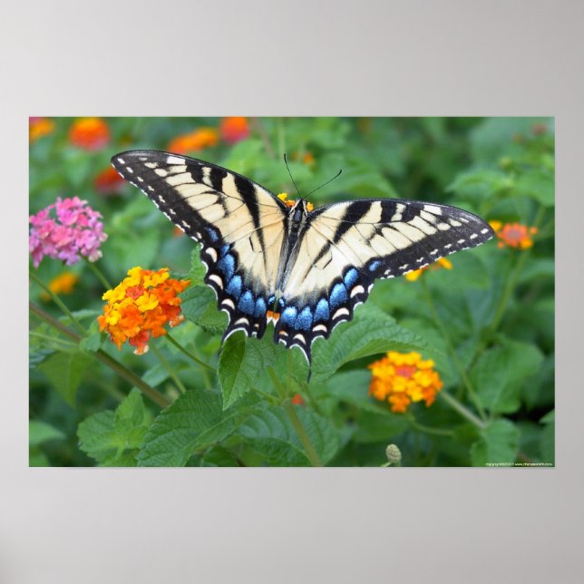 Butterfly - Eastern Tiger Swallowtail Poster (Front)