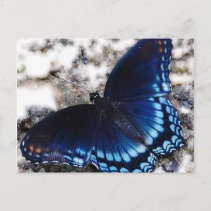 Butterfly Effect Postcard