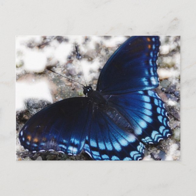 Butterfly Effect Postcard (Front)