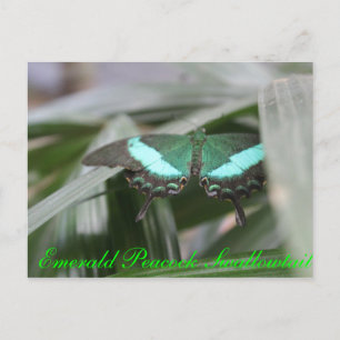 Butterfly Emerald Peacock Swallowtail # 1 Postcard