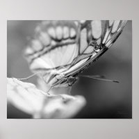 Butterfly Face Nature Black And White 