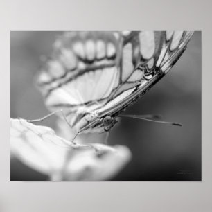 Butterfly Face Nature Black And White  Poster
