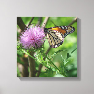 Butterfly feasting on purple thistle canvas print