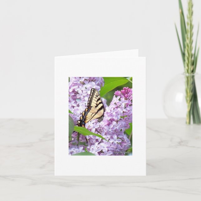 Butterfly Feeding Greeting Card (Front)