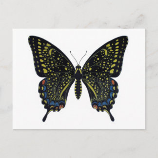 Butterfly Fictional Swallowtail Postcard