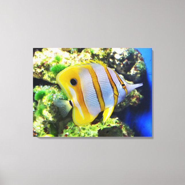 Butterfly fish animal canvas print (Front)
