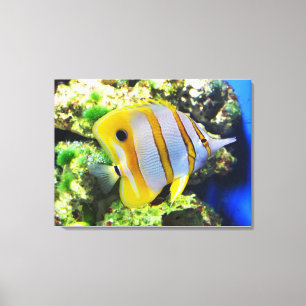 Butterfly fish canvas print