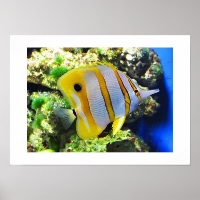 Butterfly fish poster (Front)