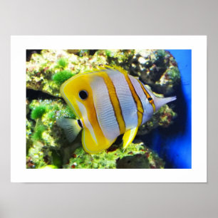 Butterfly fish poster