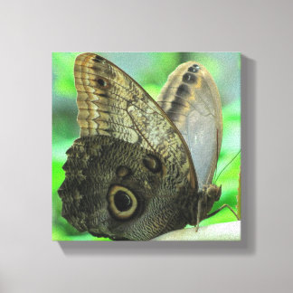 Butterfly Floral Canvas Print
