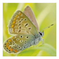 Butterfly Flowers Blossoms Love Destiny Shower