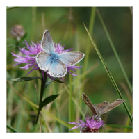 Butterfly Flowers Blossoms Love Destiny Shower