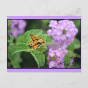 Butterfly flowers postcard