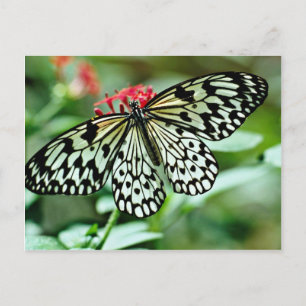 Butterfly  flowers postcard