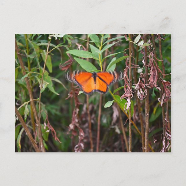 Butterfly Fluttering in Reeds Postcard  (Front)